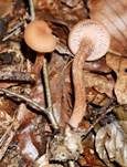 Rötlicher Lacktrichterling, Foto 21