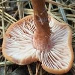 Rötlicher Lacktrichterling, Foto 29