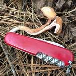 Rötlicher Lacktrichterling, Foto 33
