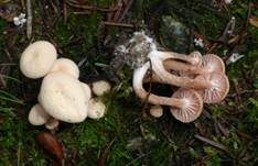 Rötlicher Lacktrichterling, Foto 34