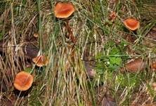 Rötlicher Lacktrichterling, Foto 8
