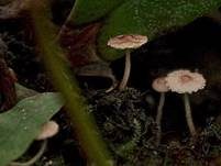 Rötlicher Schirmling, Foto 8