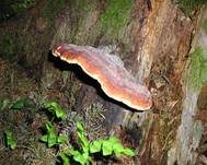 Rotrandiger Baumschwamm, Foto 30