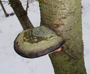 Rotrandiger Baumschwamm, Foto 32