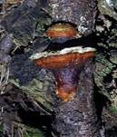 Rotrandiger Baumschwamm, Foto 74