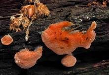 Rotschichtschleimpilz, Foto 7