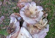Rotstieliger Ledertäubling, Foto 20