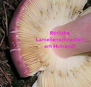Rotstieliger Ledertäubling, Foto 5