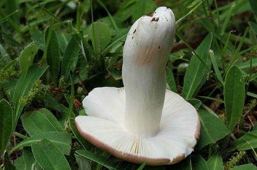 Rotstieliger Reiftäubling, Foto 3
