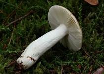 Rotstieliger Reiftäubling, Foto 13