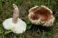 Rotstieliger Reiftäubling, Foto 5