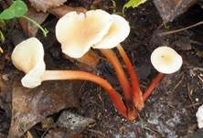 Rotstieliger Rübling, Foto 14