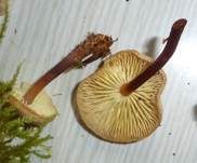 Rotstieliger Rübling, Foto 5