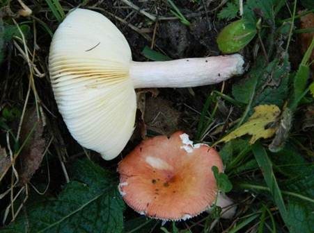Rotstieliger Zwergtäubling, Foto 2