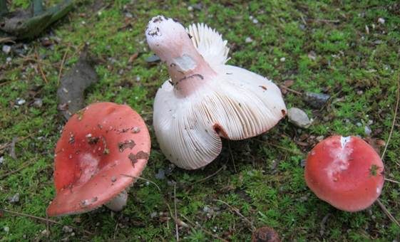 Rubinroter Täubling, Foto 2