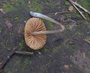 Blaufuß-Samthäubchen, Foto 5