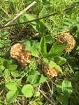 Rundmorchel, Foto 12