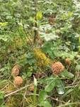Rundmorchel, Foto 11