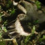 Rundrandige Blattflechte, Foto 6