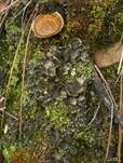 Rundrandige Blattflechte, Foto 11