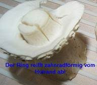 Rundsporiger Egerling, Foto 5