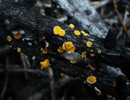 Rundsporiges Föhrenhaarbecherchen, Foto 3