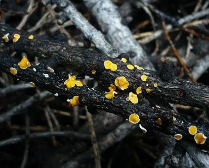 Rundsporiges Föhrenhaarbecherchen, Foto 4