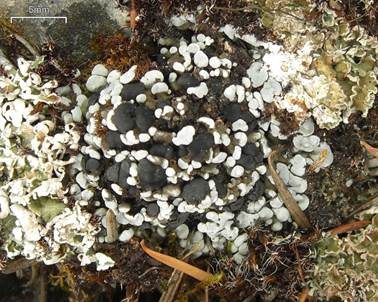 Blaugraue Blasenkruste, Foto 2
