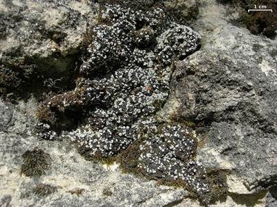 Blaugraue Blasenkruste, Foto 5