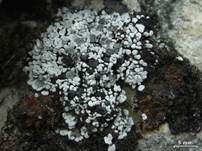 Blaugraue Blasenkruste, Foto 7