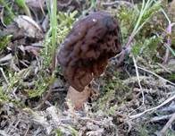Runzelige Fingerhutverpel, Foto 20