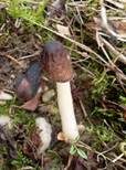 Runzelige Fingerhutverpel, Foto 10