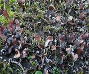 Blaugraue Schildflechte, Foto 13