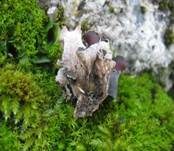Blaugraue Schildflechte, Foto 10