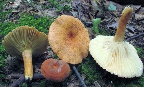 Runzeliggezonter Milchling, Foto 2