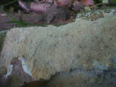 Runzelig-höckeriger Rindenpilz, Foto 4