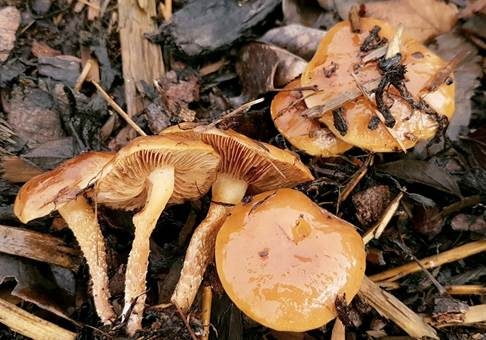 Runzelschüppling, Foto 2