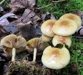 Runzelschüppling, Foto 5