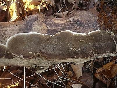 Rußbrauner Schichtpilz, Foto 2