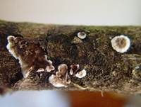 Rußbrauner Schichtpilz, Foto 14