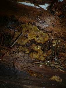 Rußbrauner Schichtpilz, Foto 5