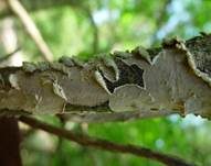 Rußbrauner Schichtpilz, Foto 11