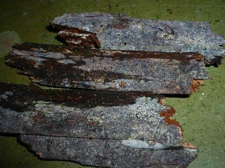 Blaugraue Wachskruste, Foto 3
