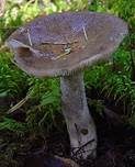 Rußgrauer Täubling, Foto 4