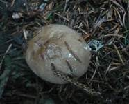 Rußgrauer Täubling, Foto 6