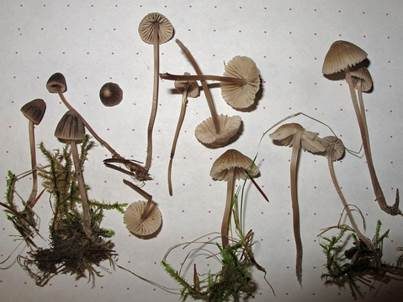 Rußiger Nitrathelmling, Foto 3