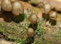 Rußiger Nitrathelmling, Foto 6