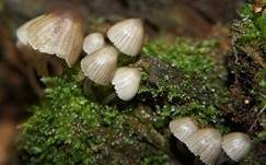 Rußiger Nitrathelmling, Foto 8