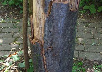 Rußrindenkrankheit, Foto 2