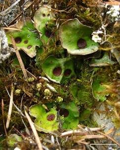 Sackflechte, Foto 2